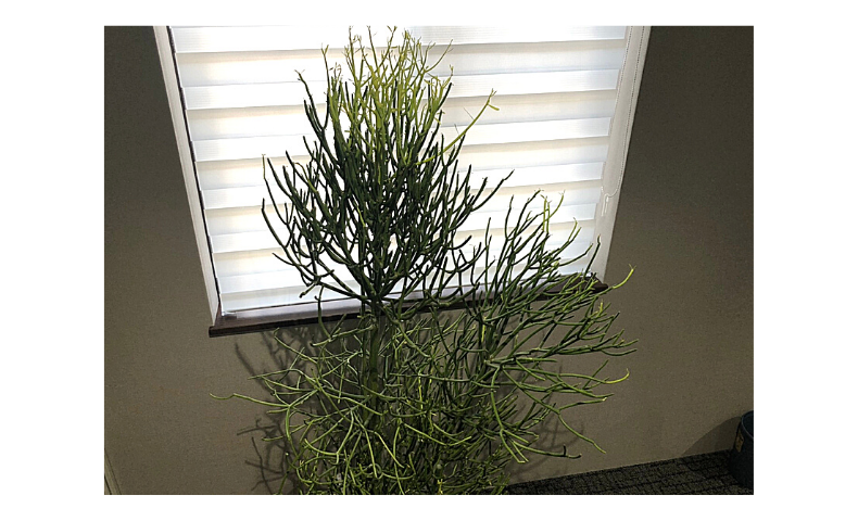 一雨ごとに近づく冬