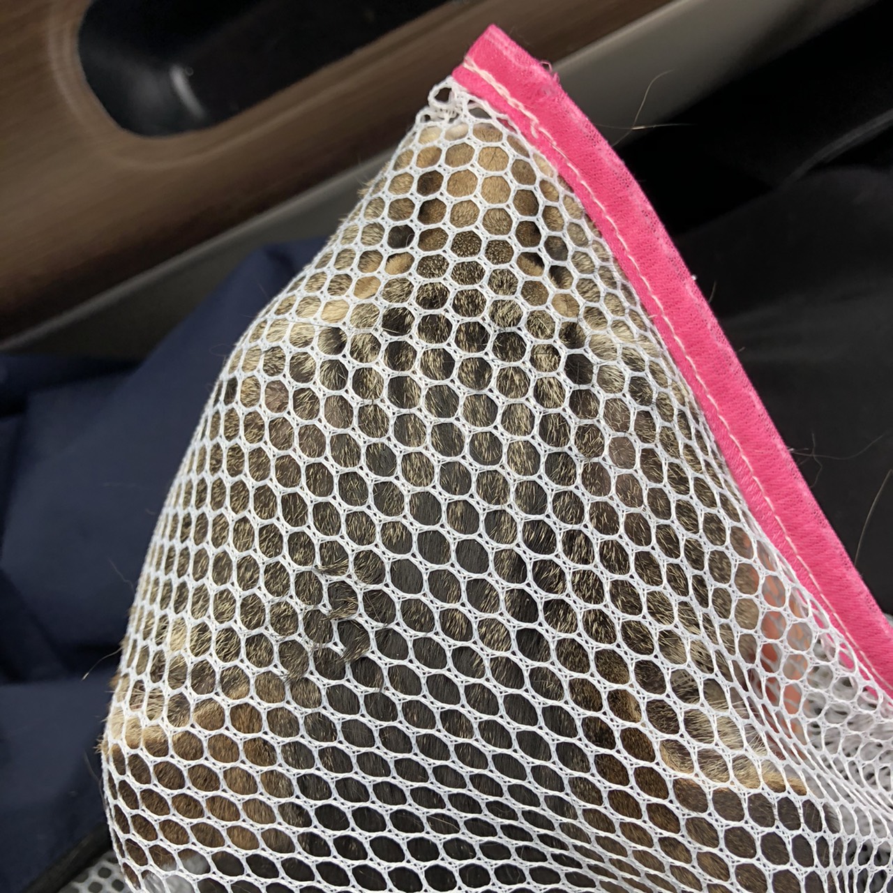 猫のワクチン接種は重労働です…