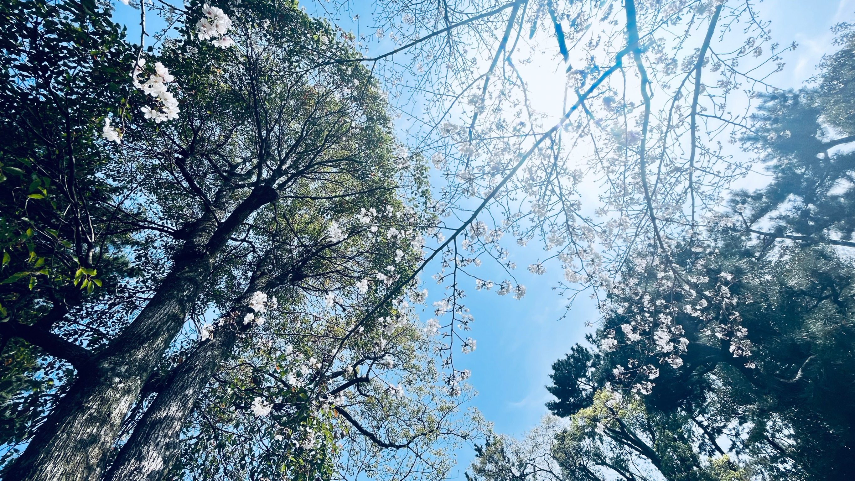 花見行きましたか？🌸