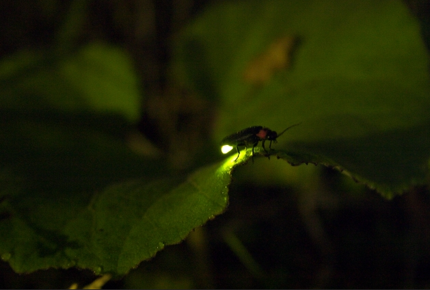 そろそろ蛍の時期ですね😌