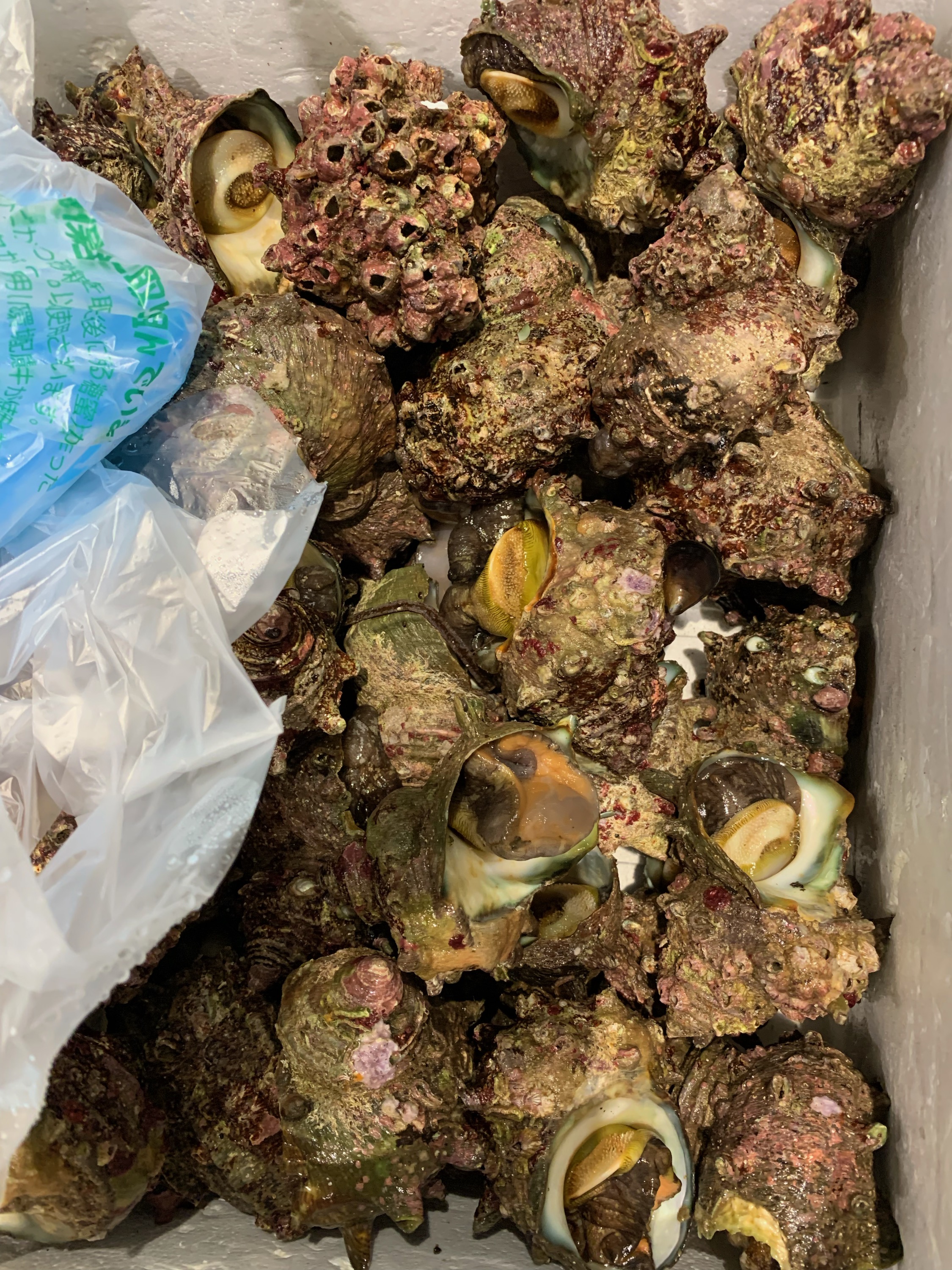 新鮮とれたてサザエ