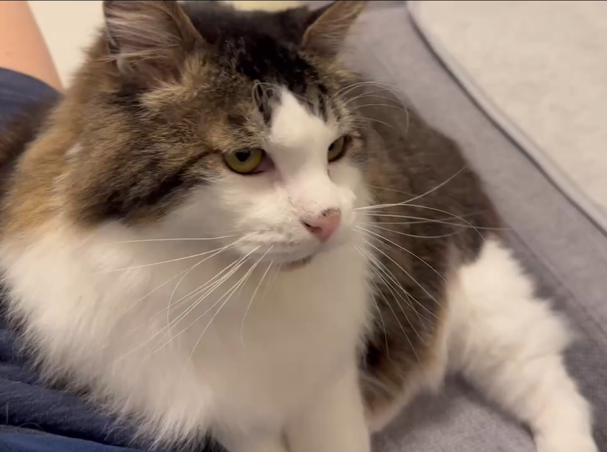 保護猫ちゃんのその後