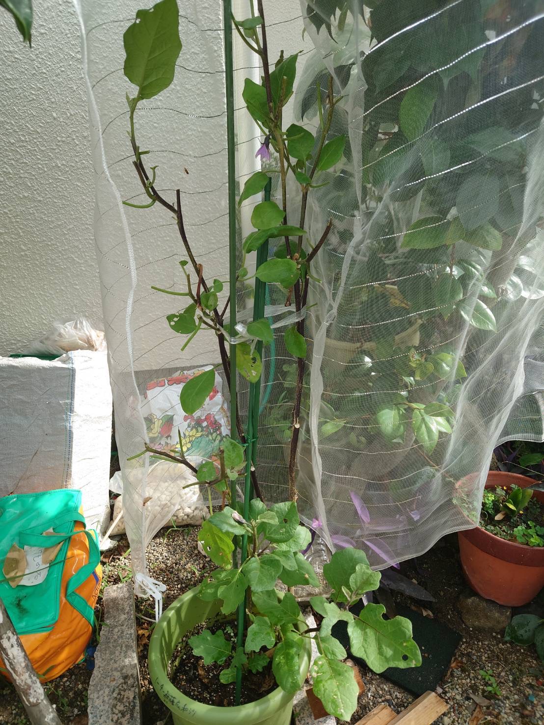 鹿さんの仕業・・・？💦