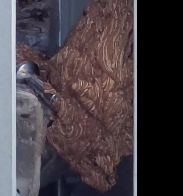 🐝巨大蜂の巣退治！！