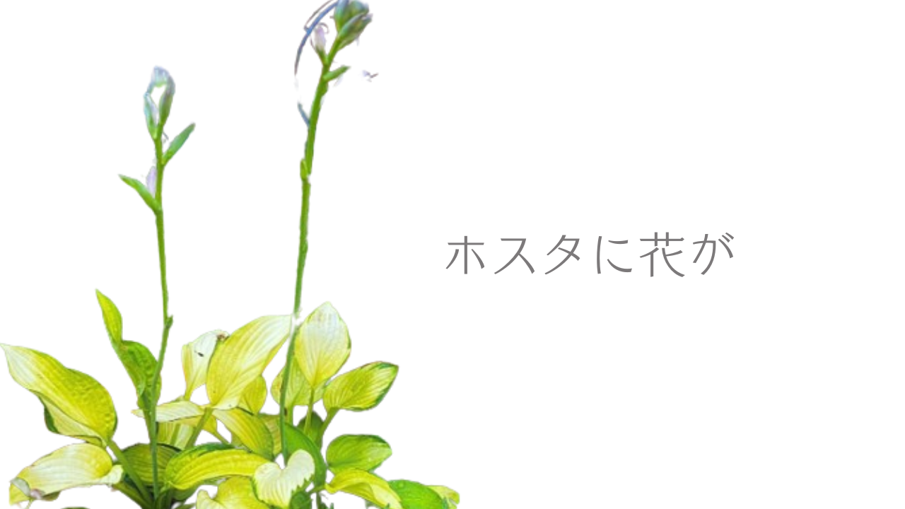 ホスタに花が！🌸