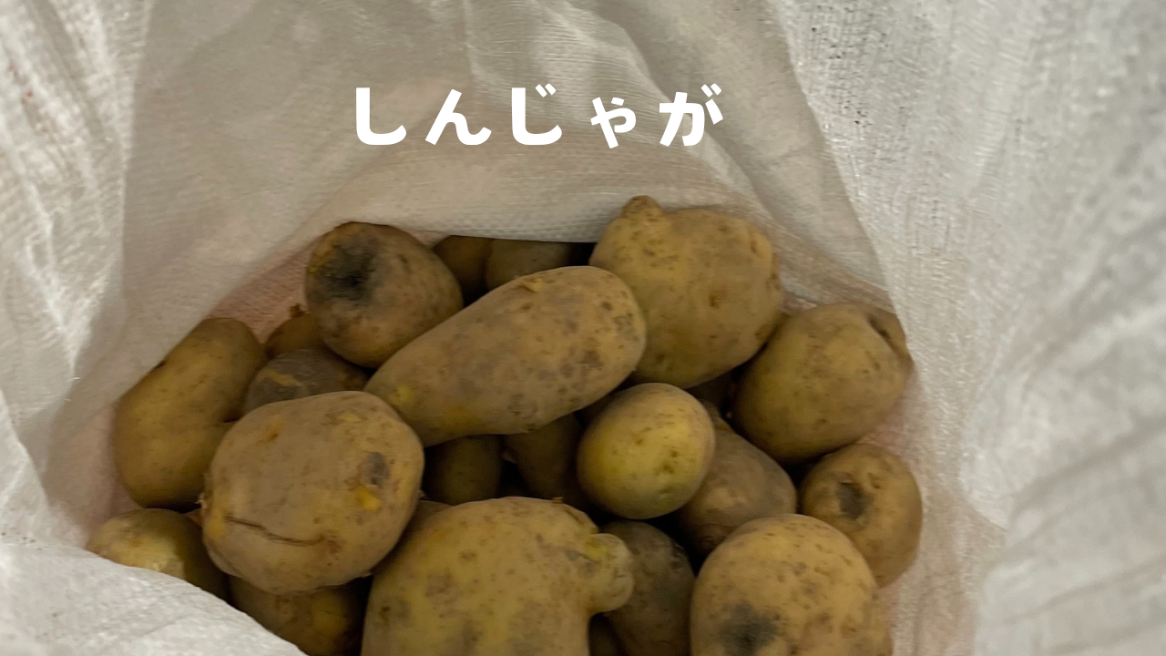 しんじゃが🥔頂きました