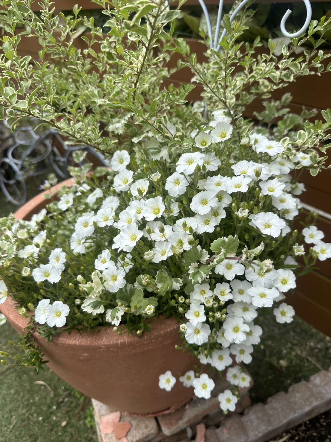 去年買ったお花が🌸